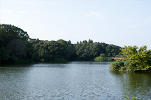 観音さくらの里