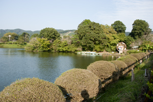 観音さくらの里